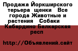 Продажа Йоркширского терьера, щенки - Все города Животные и растения » Собаки   . Кабардино-Балкарская респ.